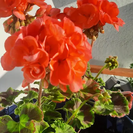 Lejlighed Topi Top-floor Apartment, Balcony, Parking