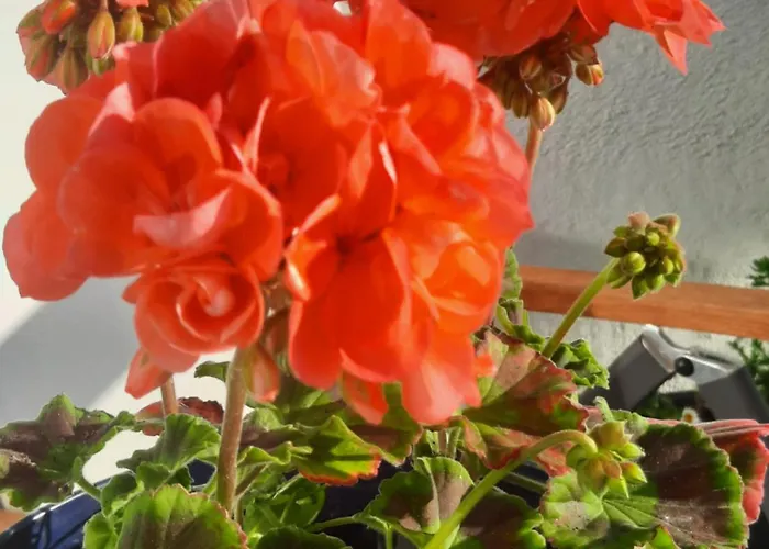 Apartamento Topi Top-floor Apartment, Balcony, Parking